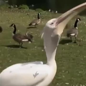 Pigeon swallowed by pelican 😨😱