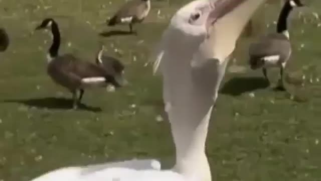 Pigeon swallowed by pelican 😨😱