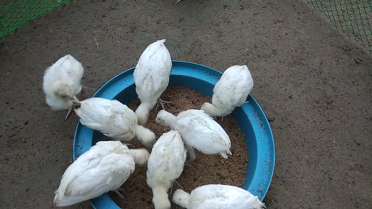 Babies Turkeys/pabo