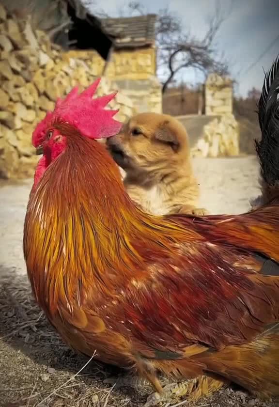 Cute Puppy Friendship 🐶 😍 #cute #Friendship #viral #like #subscribe