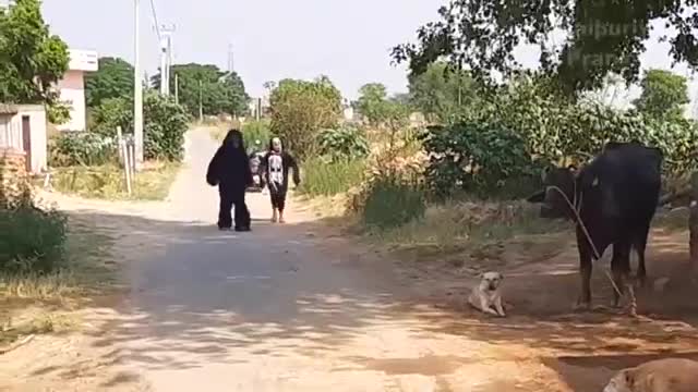 Small Gorilla vs Dog Prank Funniest Dogs