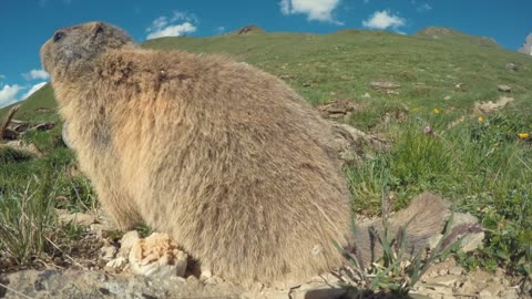 Funny groundhog