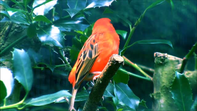 most beautiful birds in the world - most beautiful small birds in the world