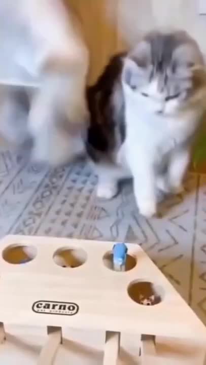 Cute Cat Suprised 2021
