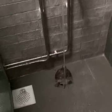 This will go viral, imma tell yall