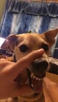Funny angry dog
