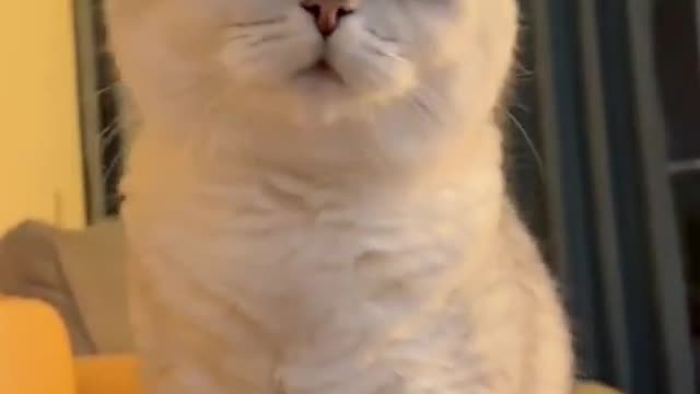 Cat tiktok