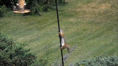 The Funny Little Ground Squirrel Wont Give Up challenge !!