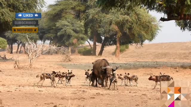 Wild Dog attacks buffalo | buffalo vs wild dog