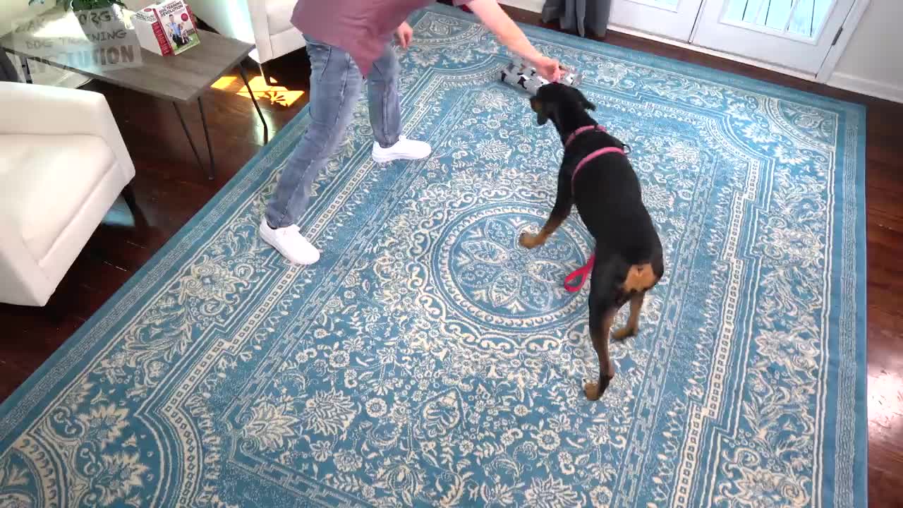 How to teach your Dog to bring you Things