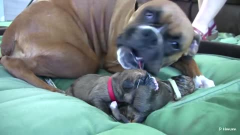 Dog Has Amazing Birth Standing, Incredible