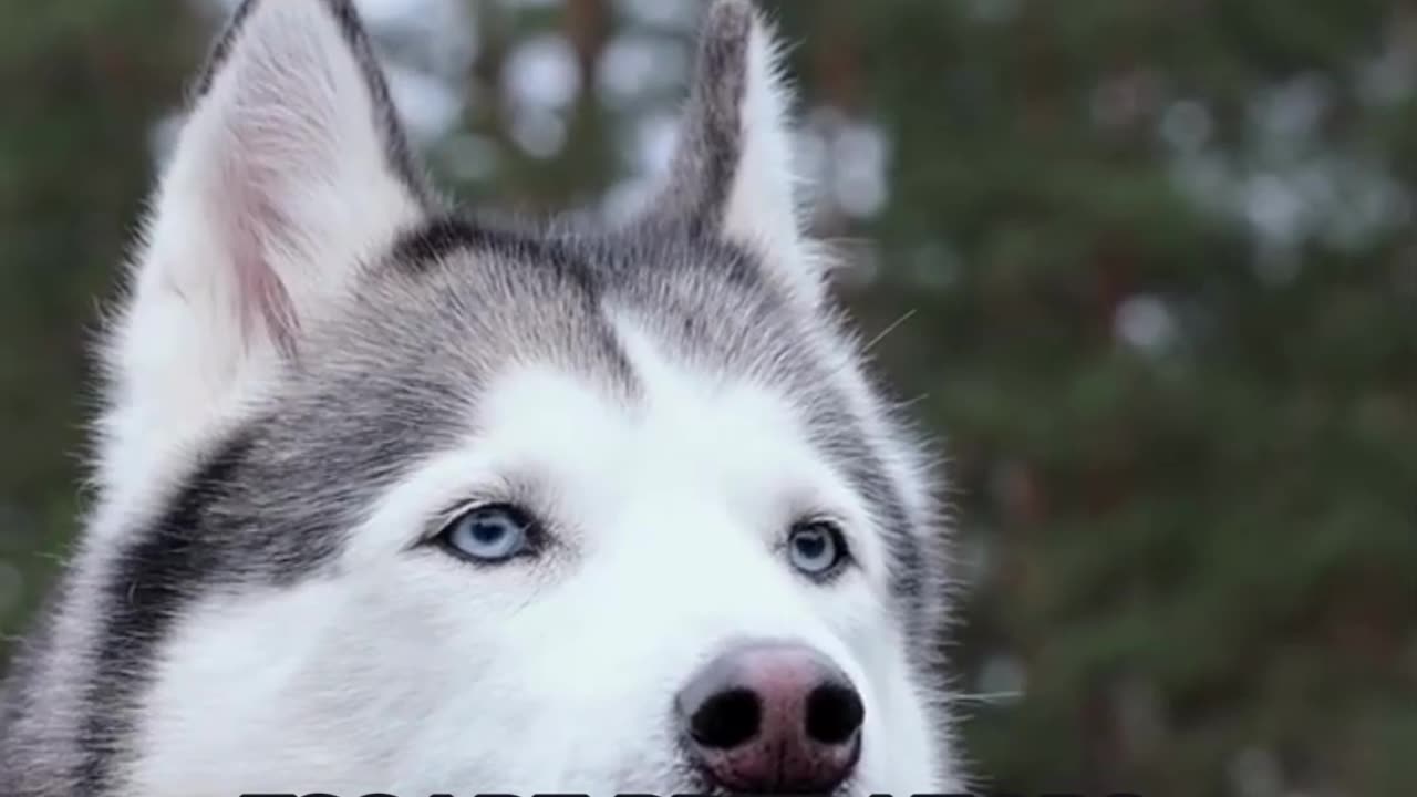 Husky Hysteria! 3 Surprising Siberian Husky Facts #doglover #animals #shorts