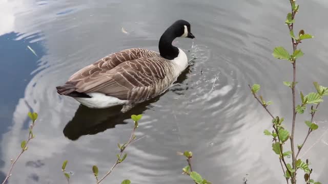 A goose enjoying the calm of the lake