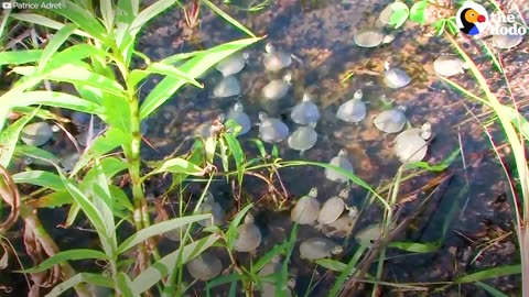 100,000 River Turtles Released Into The Wild | The Dodo