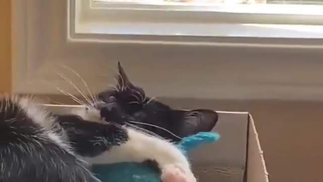 Funny cats