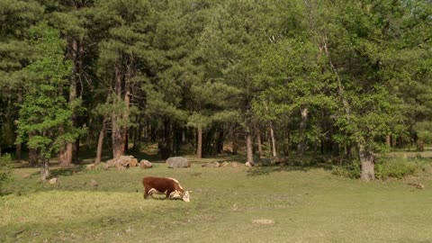 TImelapse Grazing Cow