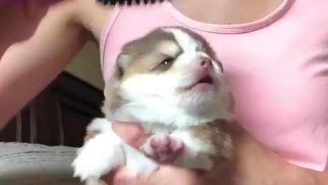 Grooming a puppy