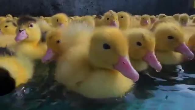 Cute duck videos 2021 Cute and funny animals videos 2021