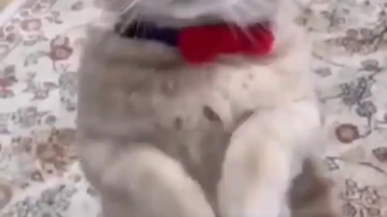 Cute cat like