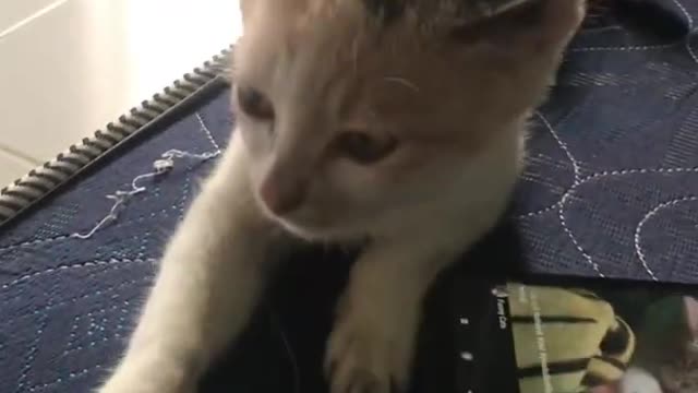 Cute funny 🐈 cat❤️🖤Cute funny 🐈 cat