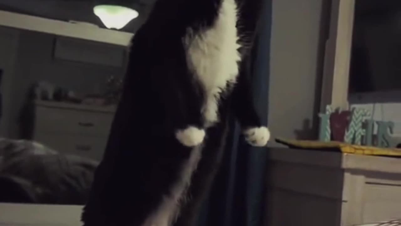 "Laughter animals 🤣 😂 funny,!