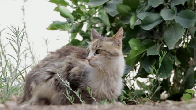 Kitty Waiting On Ground For Mating