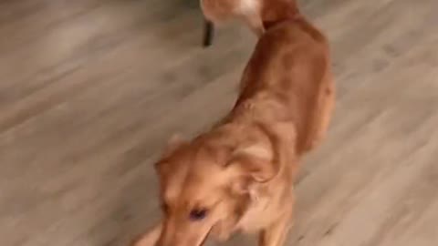 Dogs lover