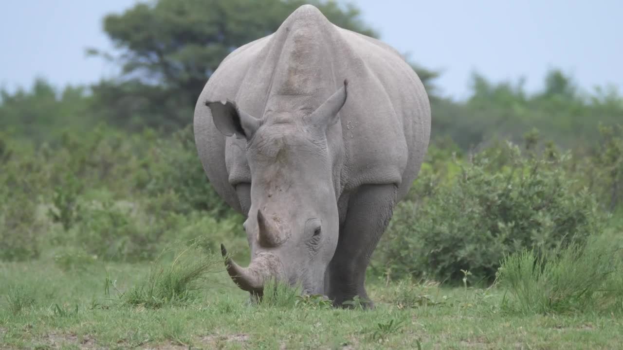 Rhino grazing in the wild