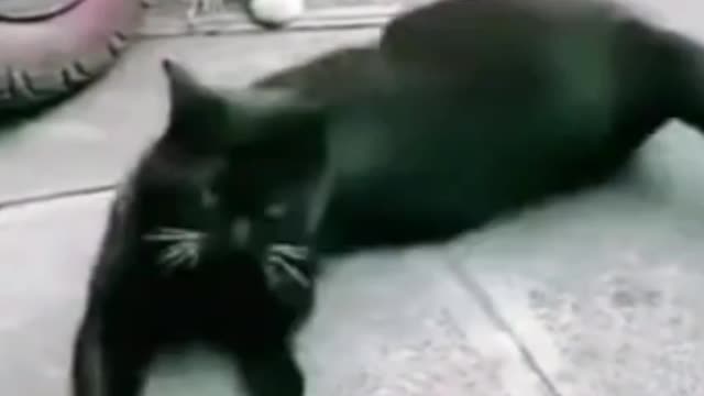 Cat Flirt | Funny Cats |