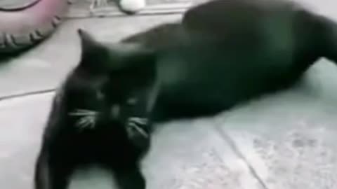 Cat Flirt | Funny Cats |