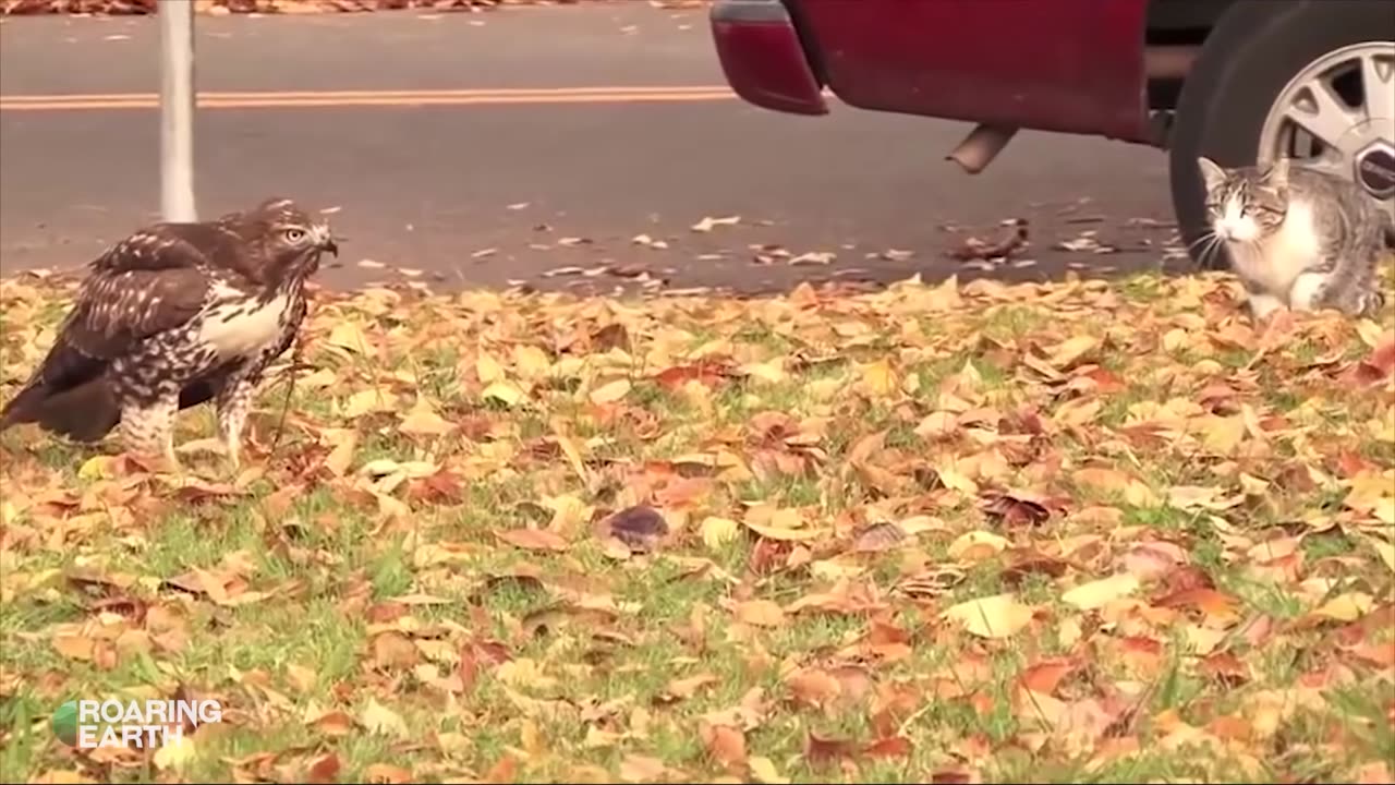 Cat vs. Hawk: Intense Standoff