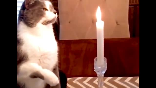 The cat didn't seem to know it was a candle
