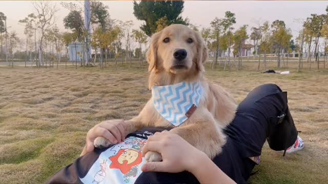The puppy has been loving his lover with a big chest and head up
