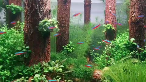 Water and land tank landscape works appreciation（8）