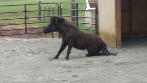 Shetland Pony Half-Pint's New Dry Lot Area