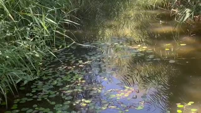 There are a lot of tiny lotus leaves here