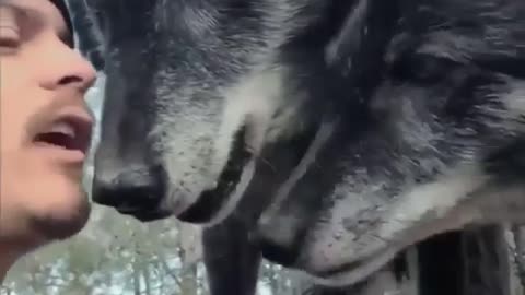 Man & Wolf Kissing🥰🥰