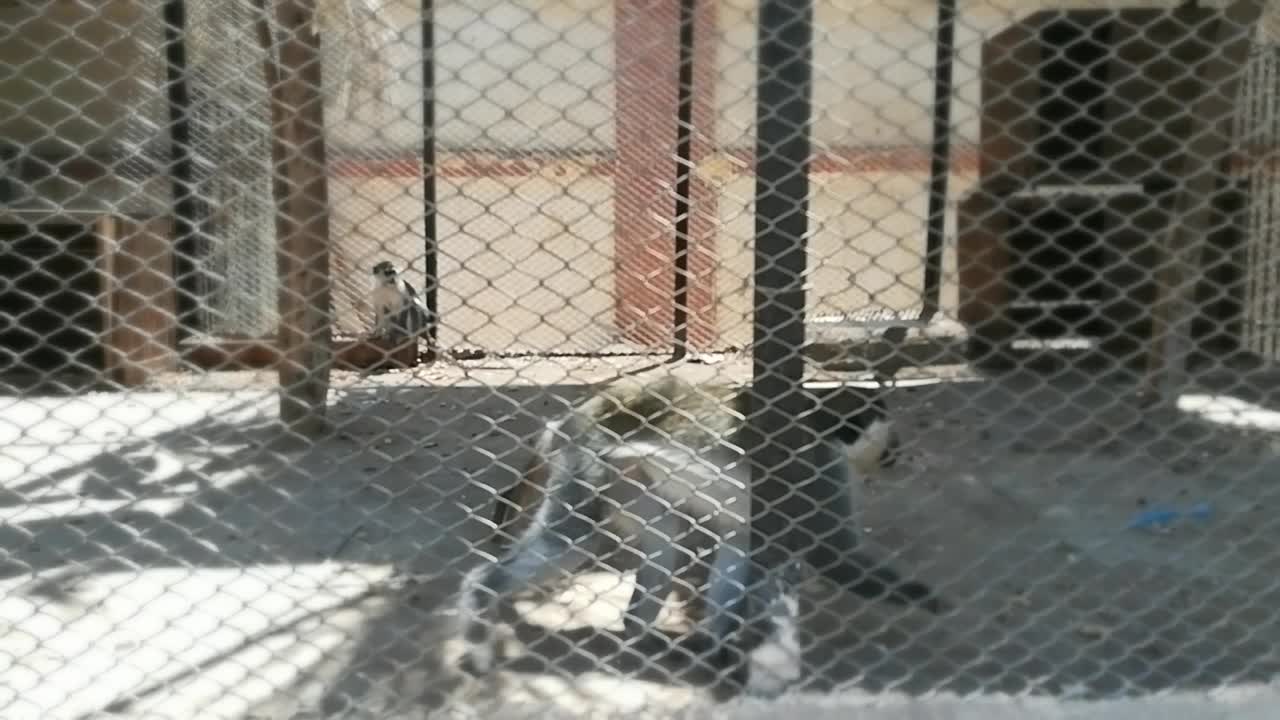 Cute Gray Chlorocebus aethiops In Zoo