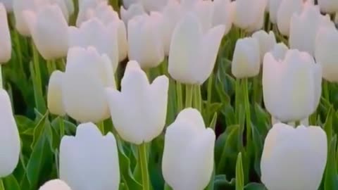 tulip#landscape #travel #fyp