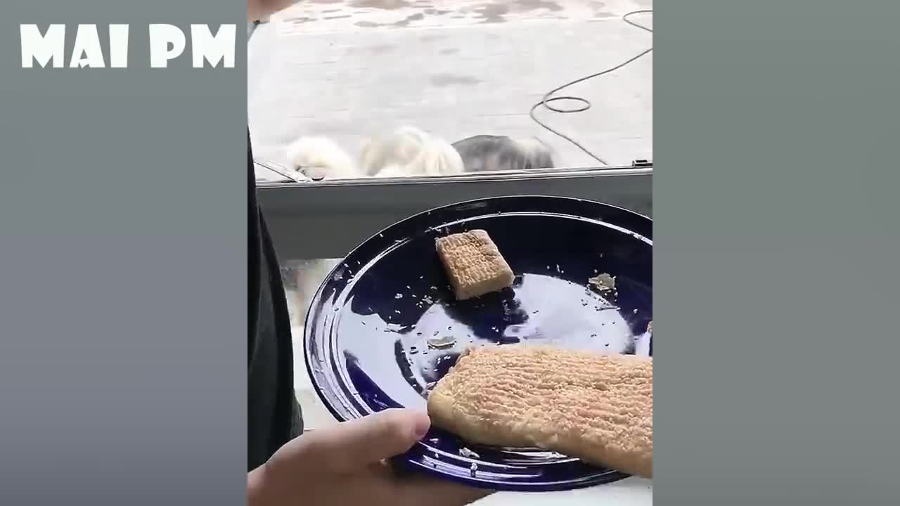 Funniest Animal Videos - Try not to laugh with Funny Animal's Life Compilation