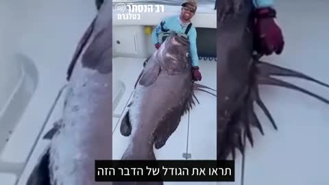 נתפס במצלמה: דג לוקוס ענק נתפס