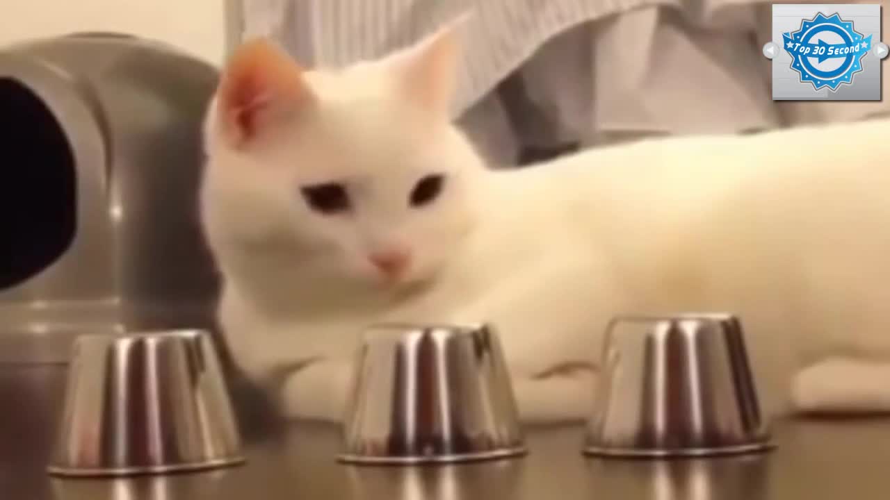 Funny Cat Video - Smartest Cat in The World