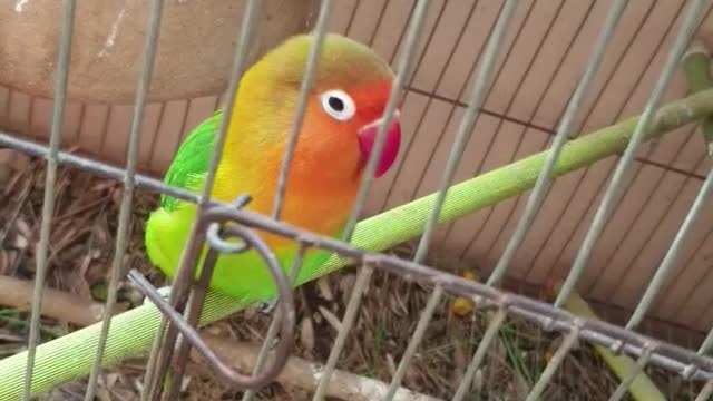 Parrot whistling into the camera