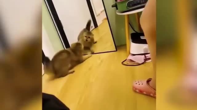 Funny 🐱cat🐱 But love is cat