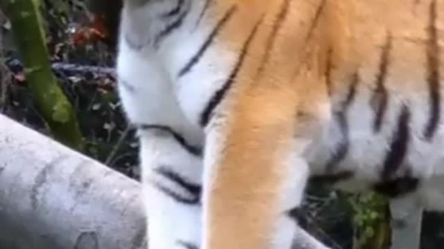 TIGER TRANING VIDEO