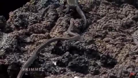 Lizard in a desert of snakes