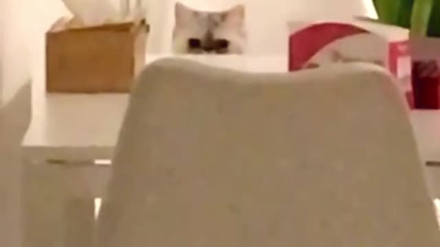 Cute Kitten Creeping on Human