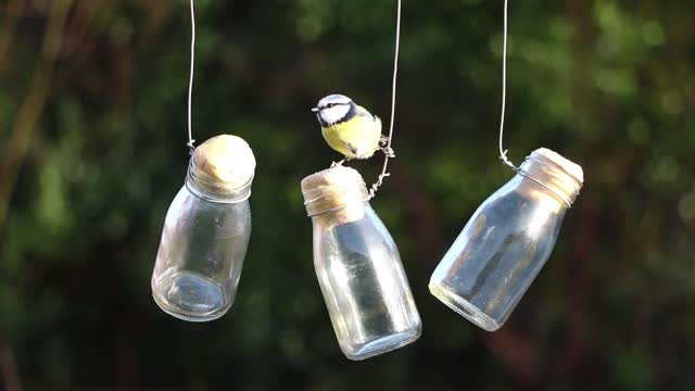 Beautiful colorful bird standing on food bottles and eating them