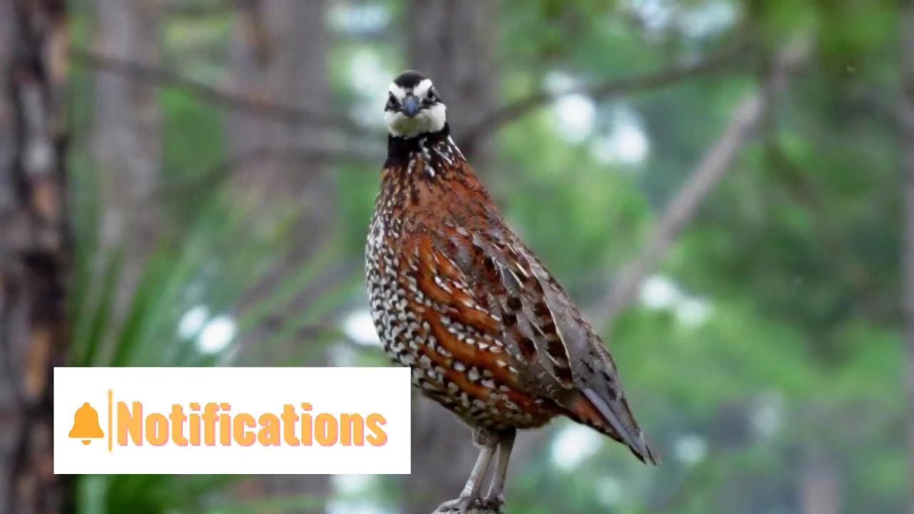 Bobwhite Bird Sound Video