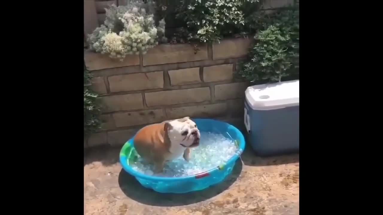 Funny Pets Compilation #2